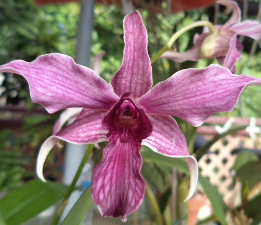 Den. Hawaii Spectacular (Big Alex x spectabile) 4in