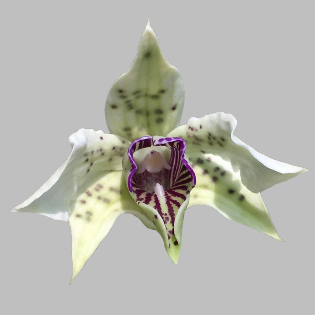 Dendrobium Little Atro 'Dark' x sib 4in