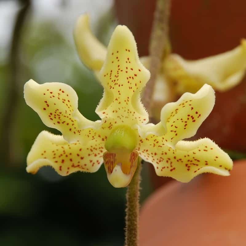 Dimorphorchis rossii 4in