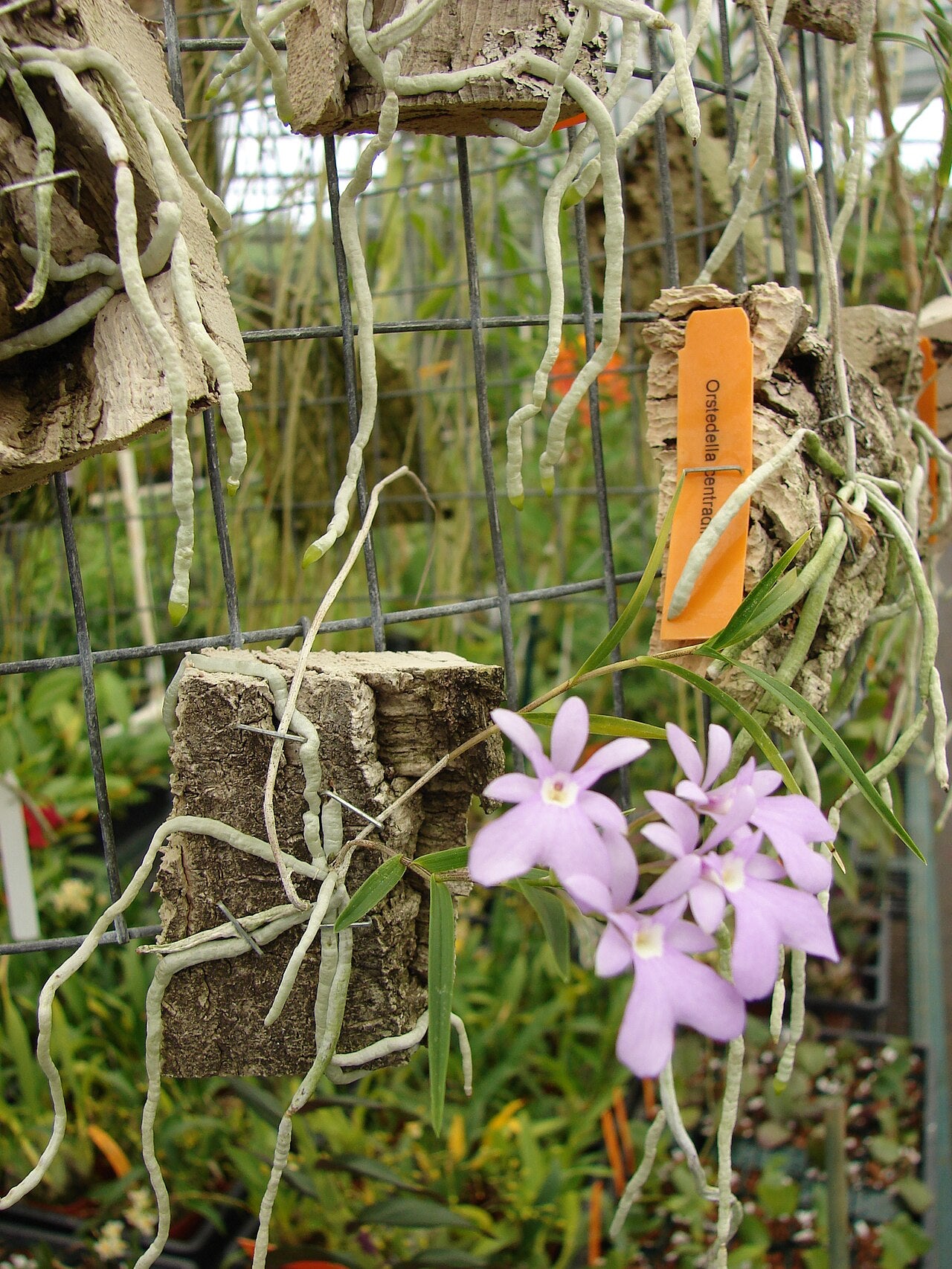 Epidendrum centropetalum (Mounted)