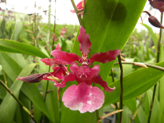 Oncidium Heaven Scent 'Sweet Baby' 4in