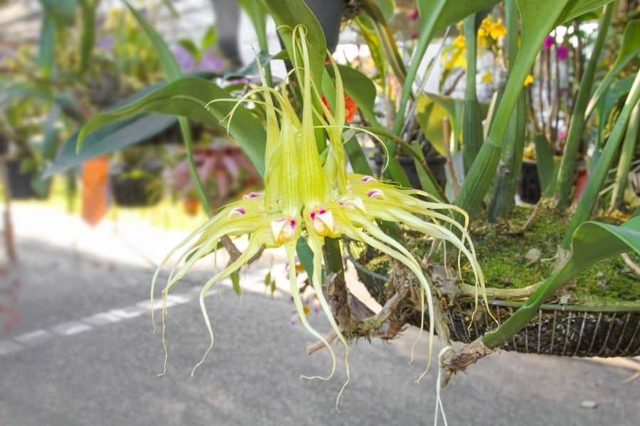 Bulbophyllum Meen Rainbow Rider x virescens 3in