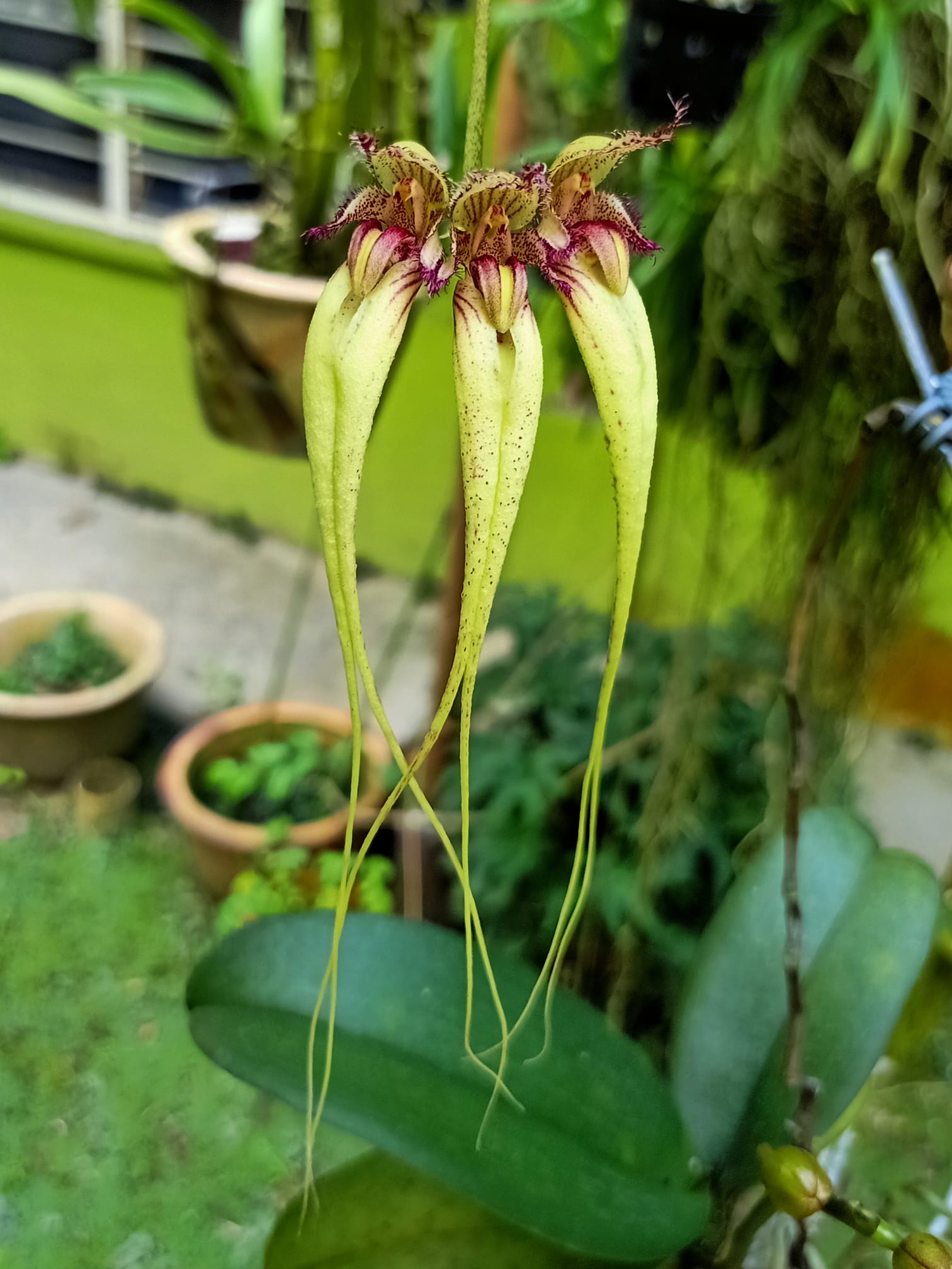 Bulbophyllum – littleorchidannie