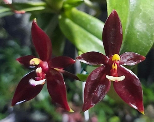Phalaenopsis cornu-cervi var. vini 'Wan-Kou' (meristem) 4in