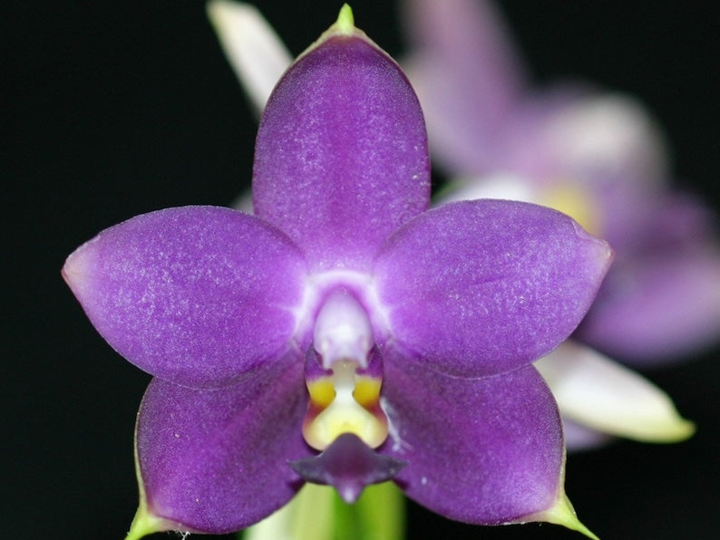 Phalaenopsis bellina v. coerulea x violacea indigo 3in