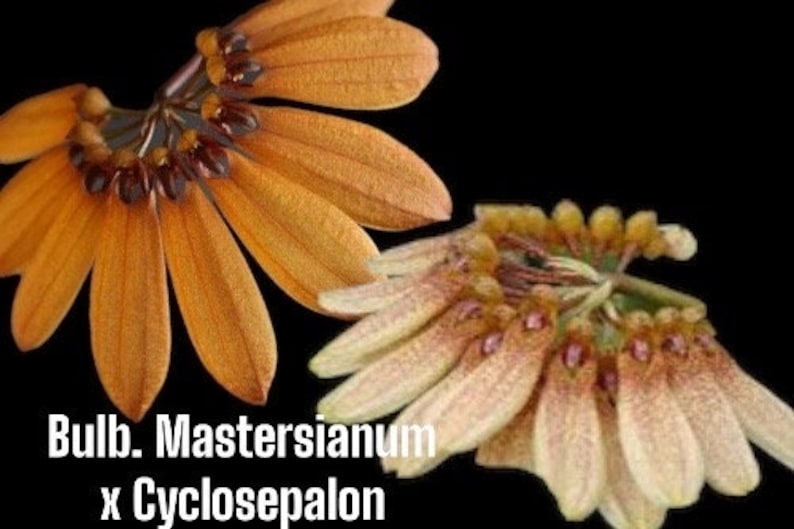 Bulb. mastersianum x cyclosepalon 3in