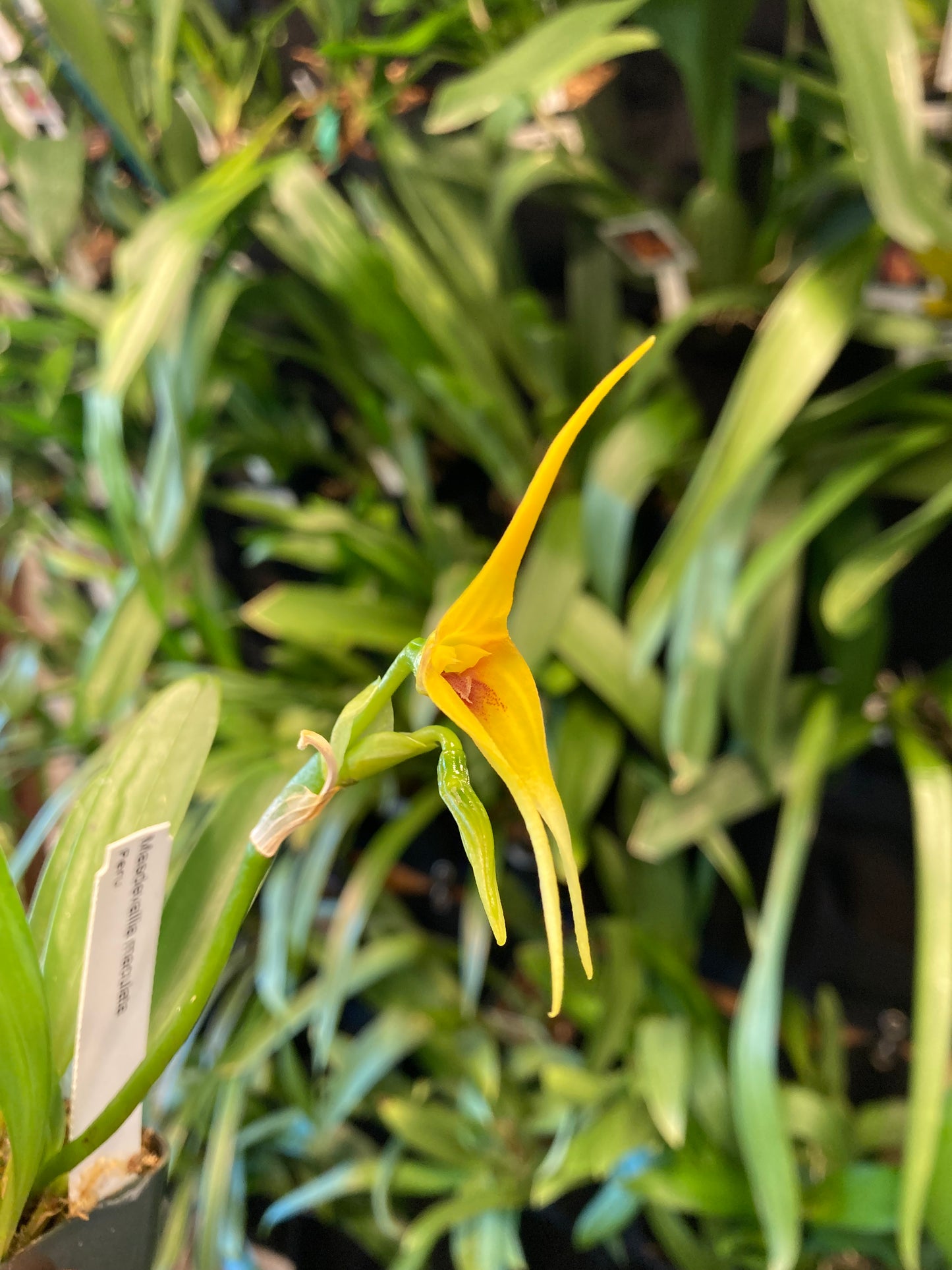 Masdevallia maculata 2in (mature)