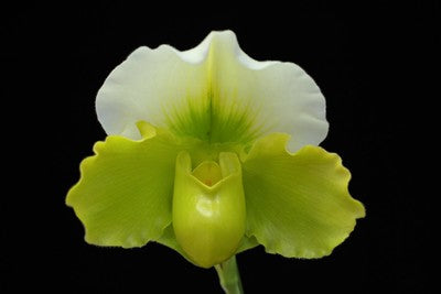 Paphiopedilum Hsinying Gold x Stone Lovely (bulldog) 4in