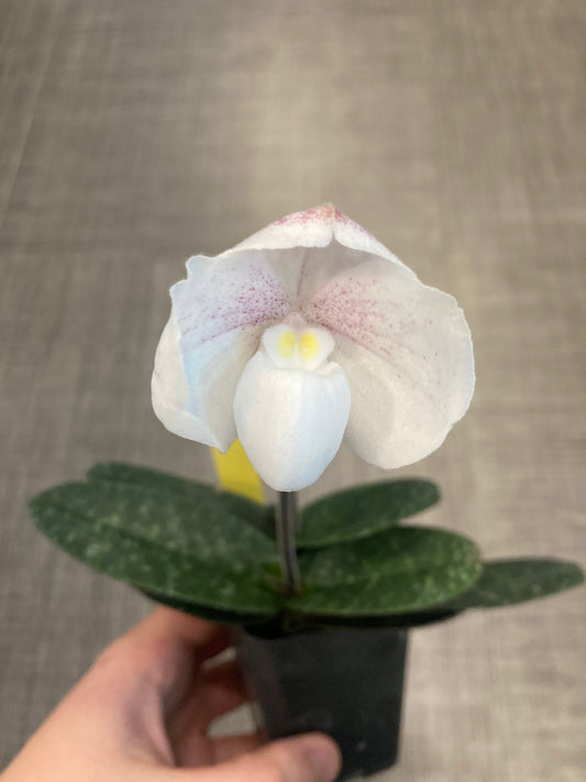 Paphiopedilum niveum x self 4in