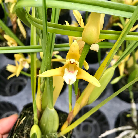 Maxillaria tenuifolia ‘Yamada’ 4in
