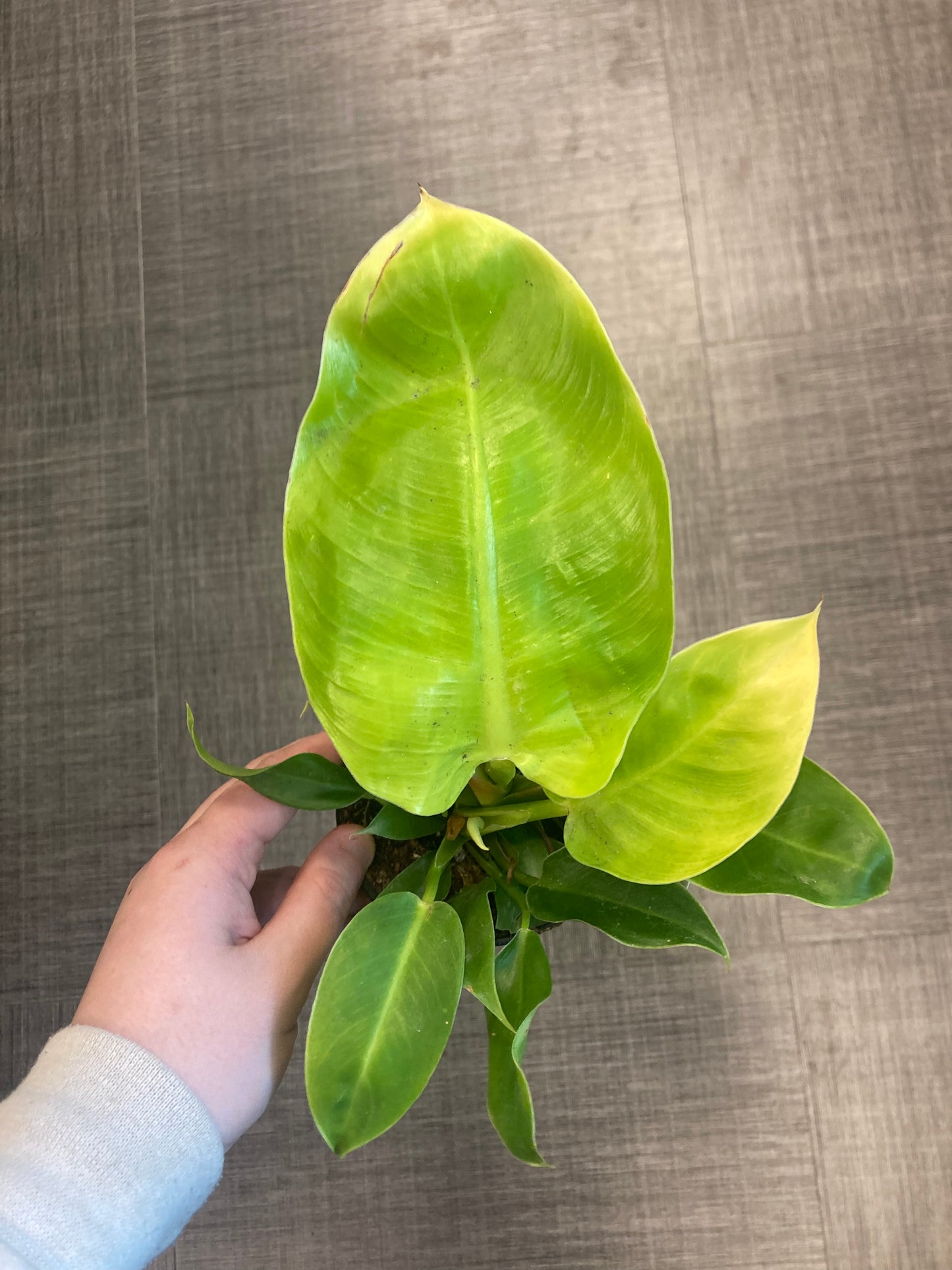 Philodendron 'Moonlight' 4in