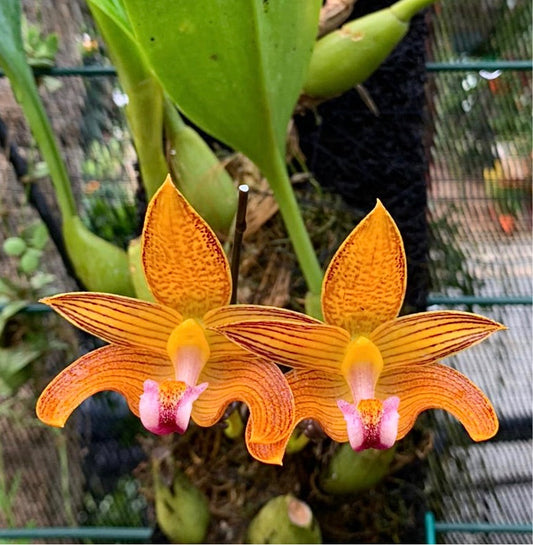 Bulbophyllum claptonense x vanvuurenii 3in