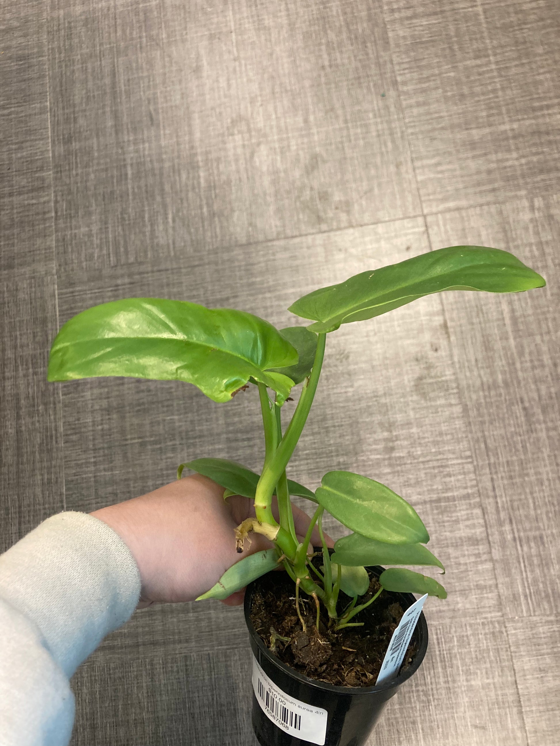 Philodendron bipennifolium aurea 4in – littleorchidannie