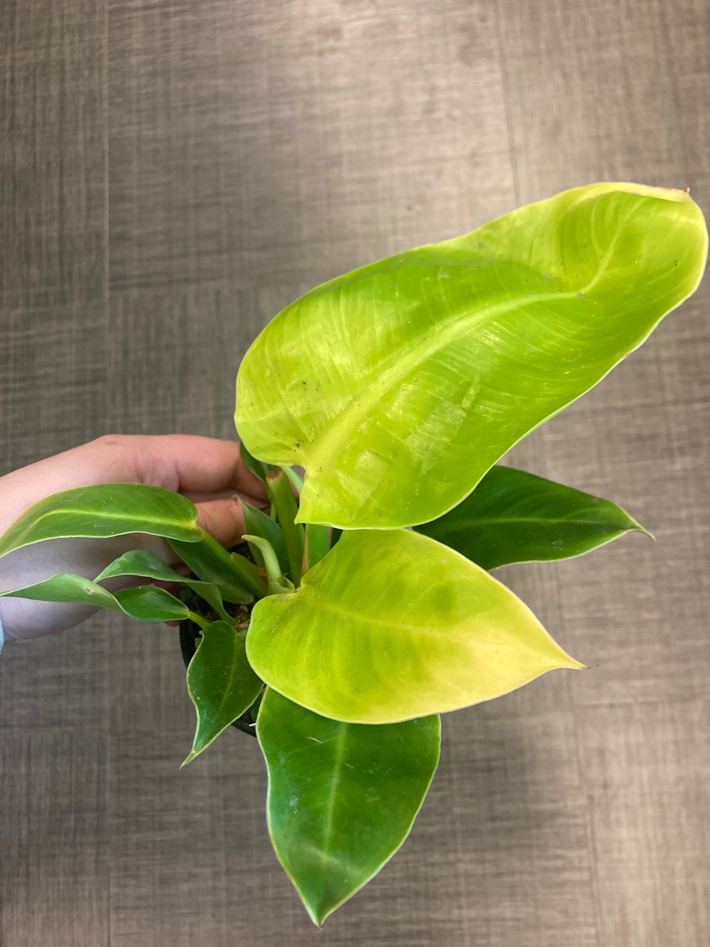 Philodendron 'Moonlight' 4in