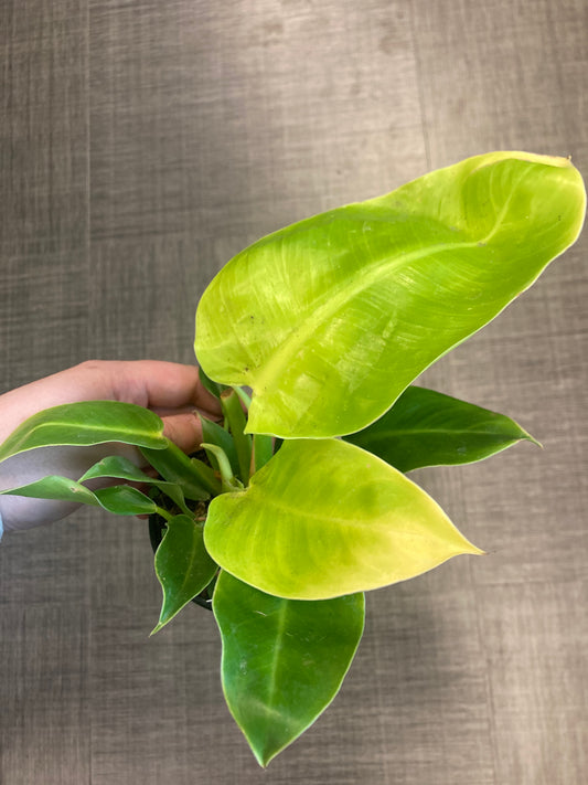 Philodendron 'Moonlight' 4in