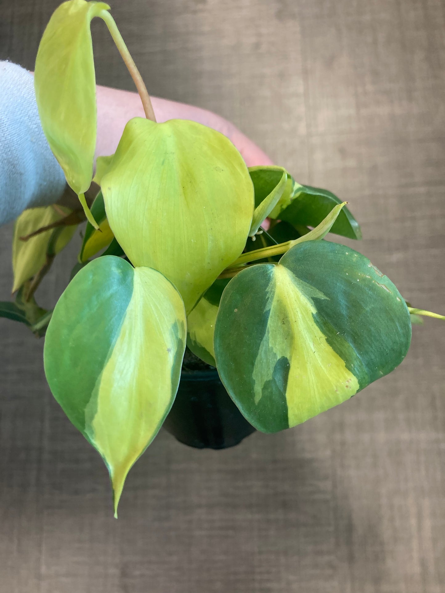 Philodendron hederaceum 'Brasil' 4in