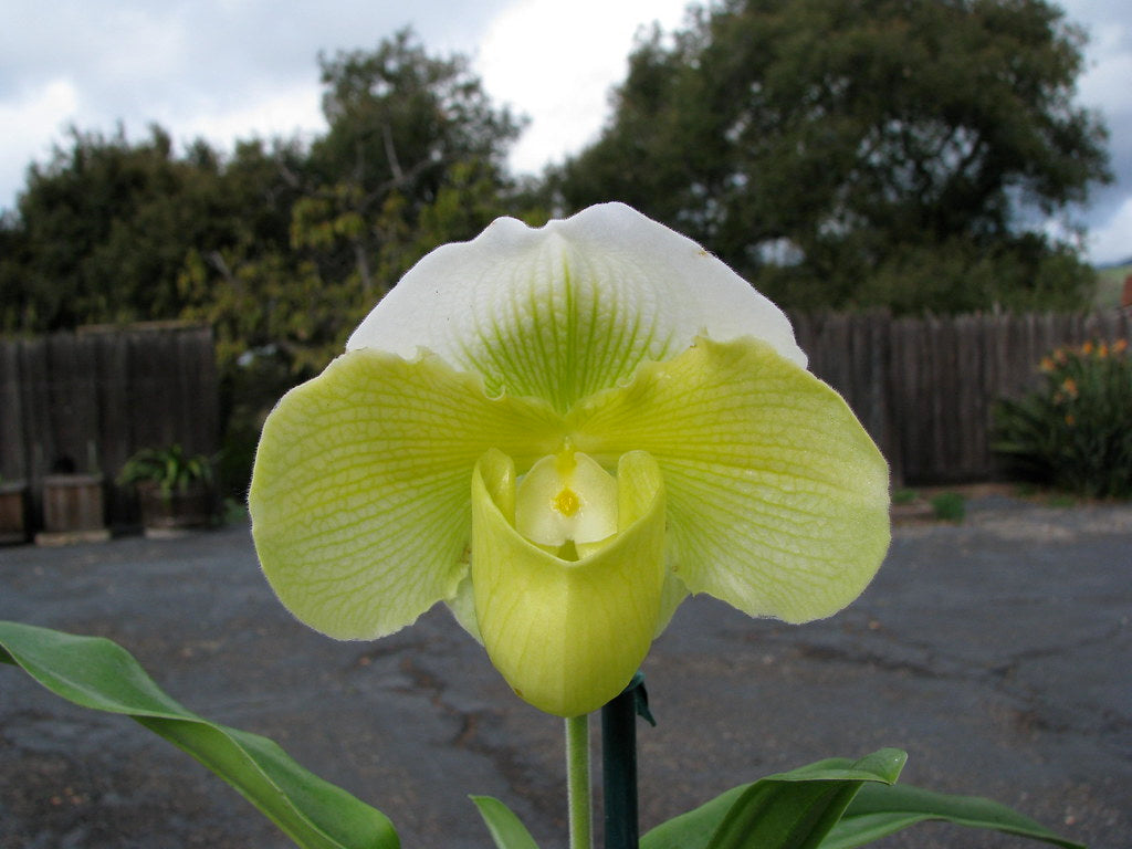 Paphiopedilum Hsinying Gold x Stone Lovely (bulldog) 4in