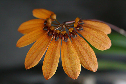 Bulbophyllum mastersianum x medusae 3in