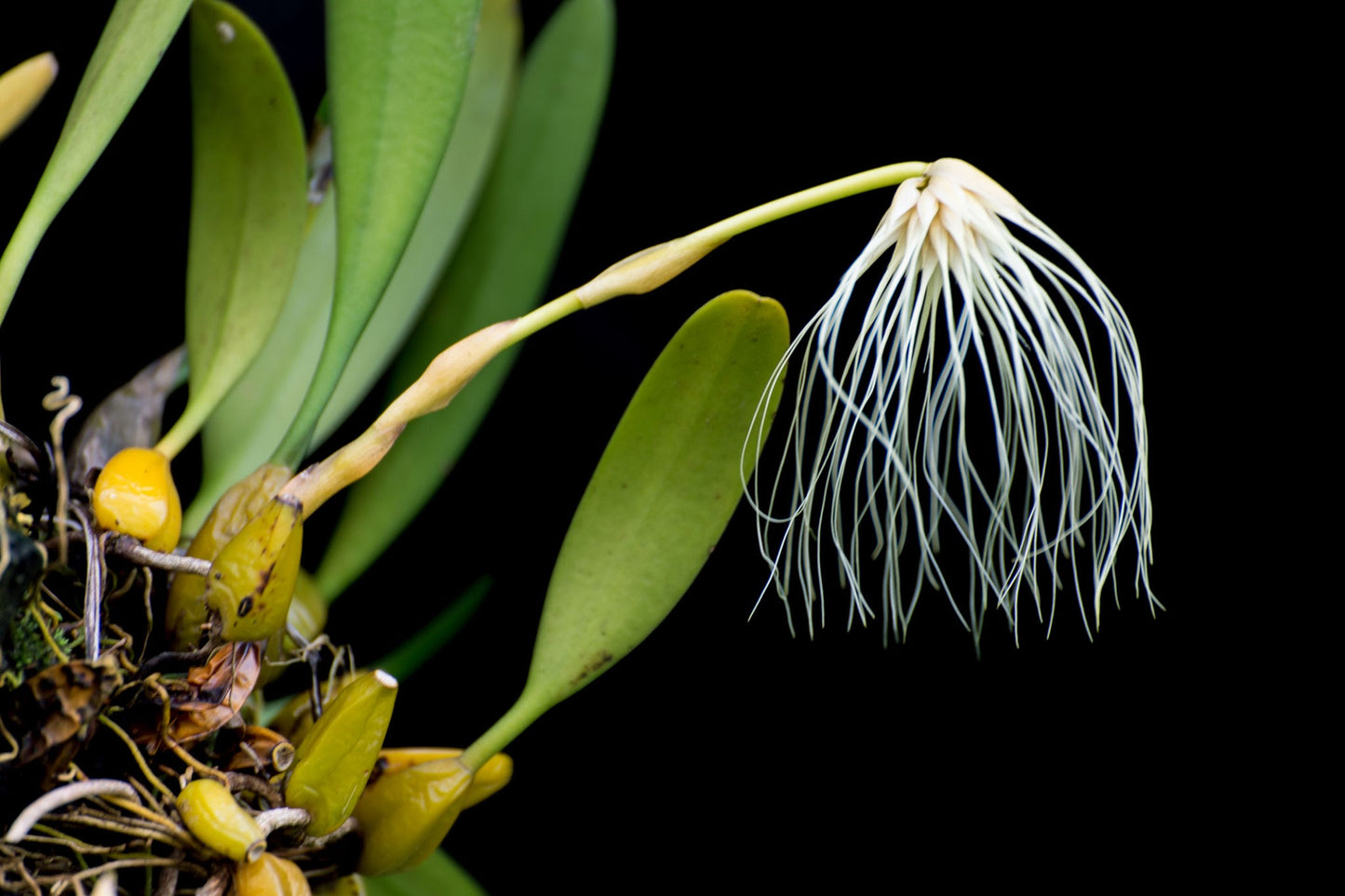 Bulbophyllum mastersianum x medusae 3in