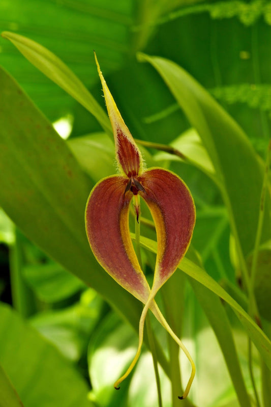 Bulbophyllum maxillare 3in