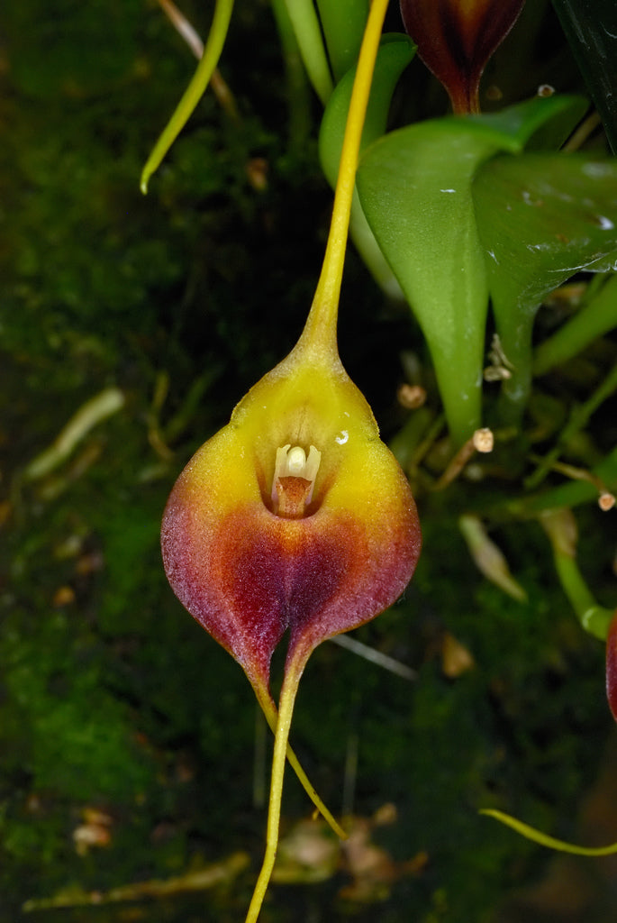 Masdevallia curtipes 3in (bloom size)