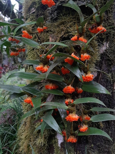 Maxillaria horichii (mounted div)