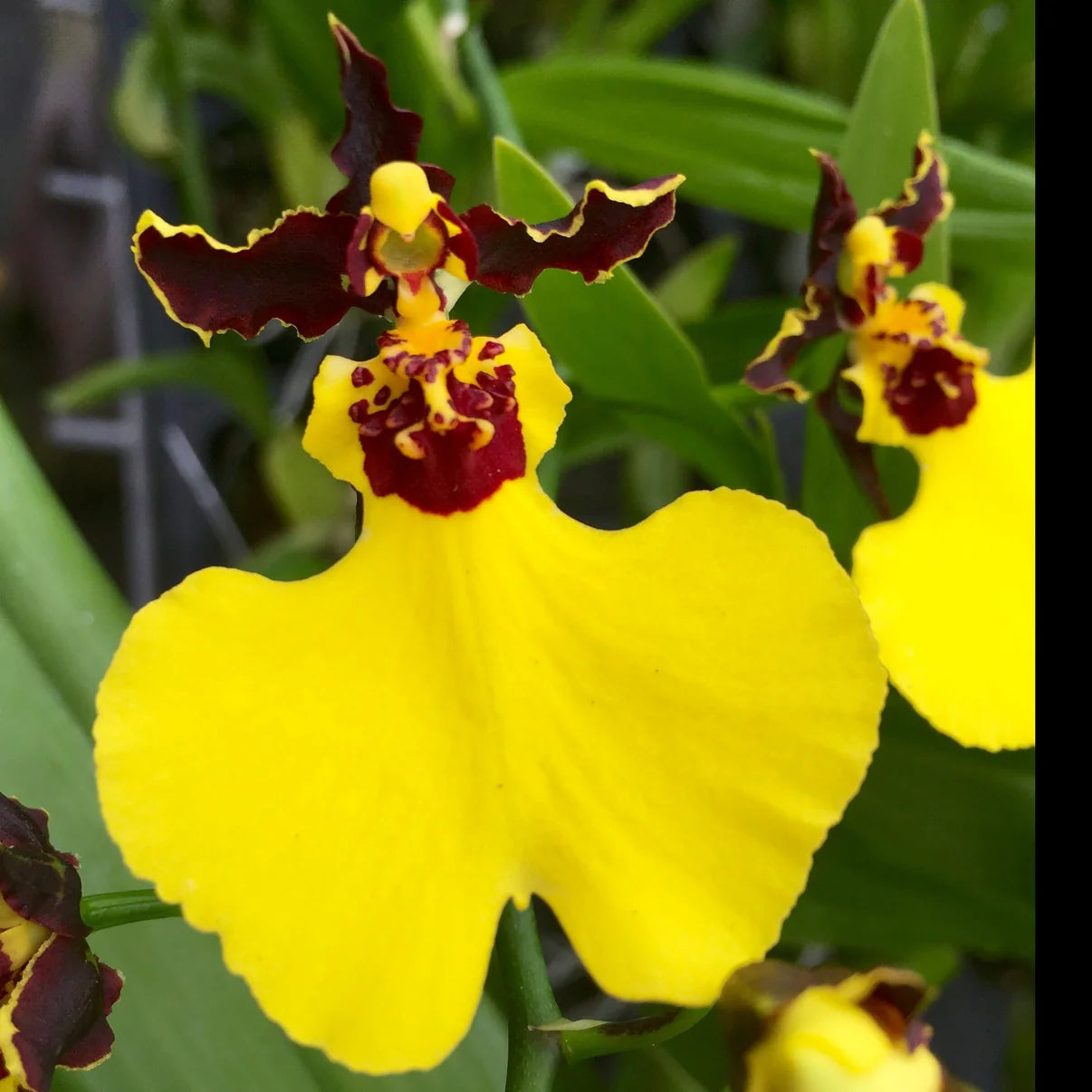 Oncidium Moonshadow 'Tiger Tail' AM/AOS 4in