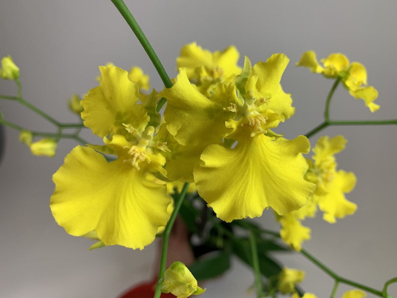 Oncidesa (Oncidium) Gower Ramsey 'Pure Yellow' 4in