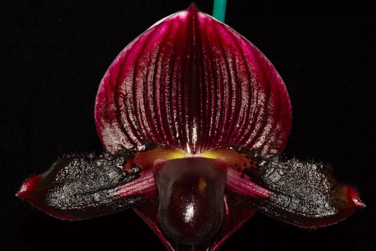 Paphiopedilum Ehukai (QF Ka'ehukai x ALL Black Everything) 3in