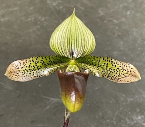 Paph Duguesclin (sukhakulii x mohrianum) 3in