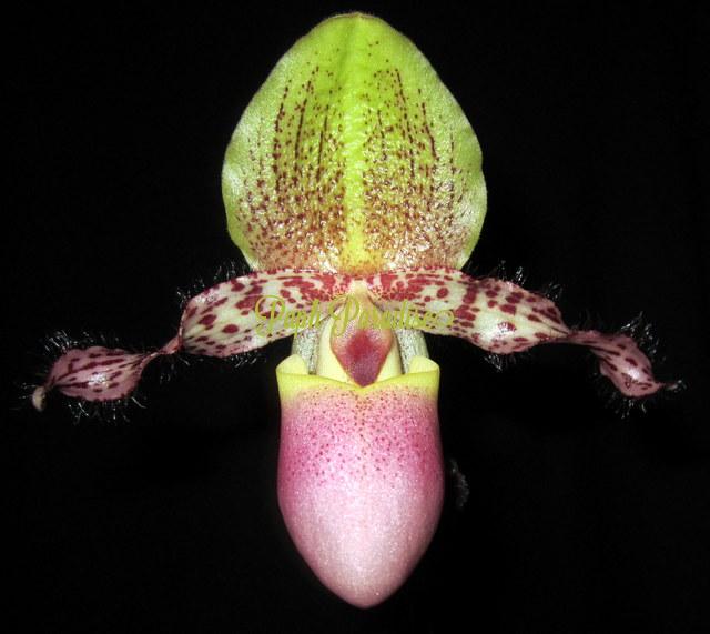 Paphiopedilum moquettianum 4in