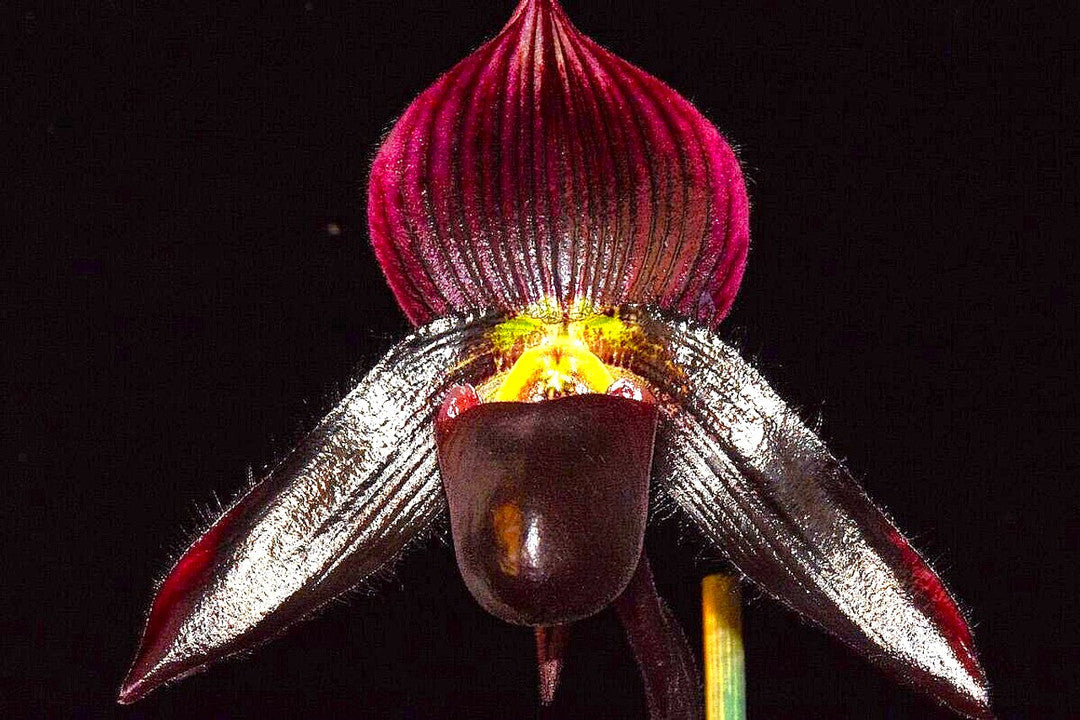 Paph QF Warden (Lorraine's Pride x wardii) 3in