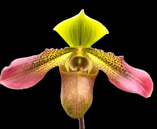 Paphiopedilum QF Xayden (zieckianum x hookerea v. volonteanum) 3in