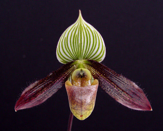 Paphiopedilum wardii ‘Freckles’ HCC/AOS x sib 3in