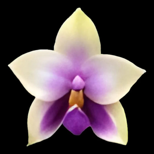 Phalaenopsis bellina v. coerulea x sib 3in