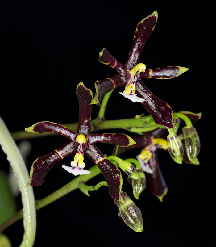 Phalaenopsis mannii x sib (dark) 3in