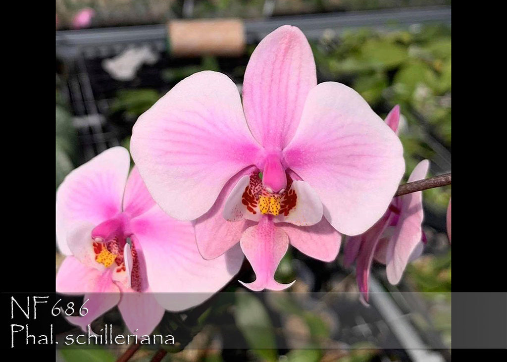 Phal. schilleriana 'Pink Butterfly' AM/AOS 3in