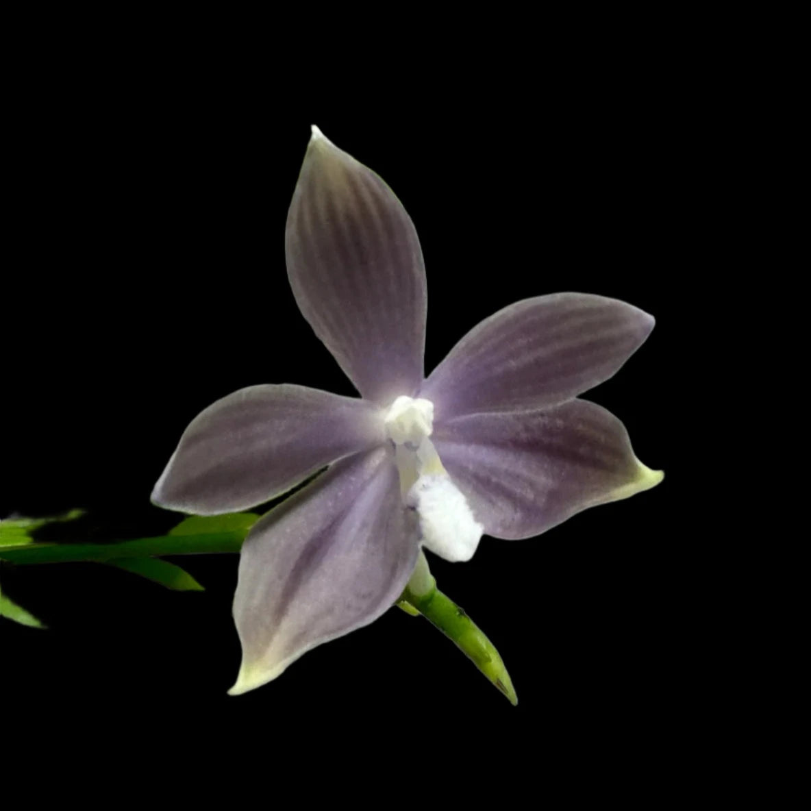 Phal. tetraspis coerulea 4in