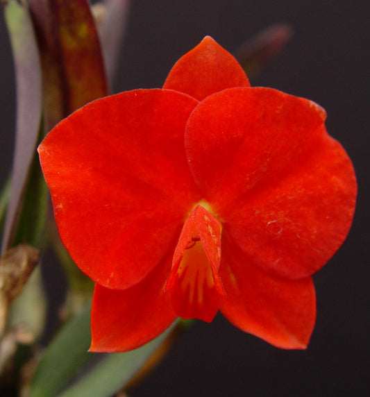 Cattleya (Sophronitis) Orbiter (coccinea ‘Toyko’ SMM/JOGA x cernua) 2in