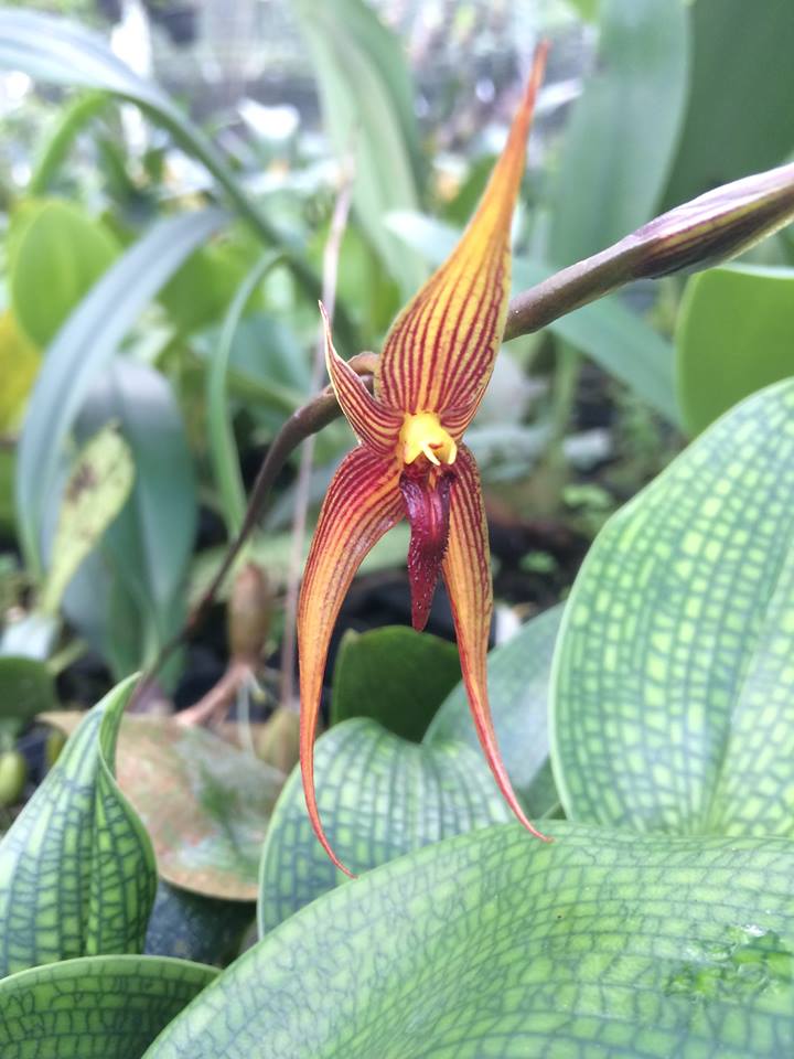 Bulbophyllum claptonense x vanvuurenii 3in