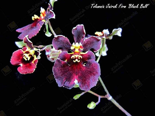 Tolumnia Black Bull x Jairak Firm 'Red Devil' 2in (ceramic pot)