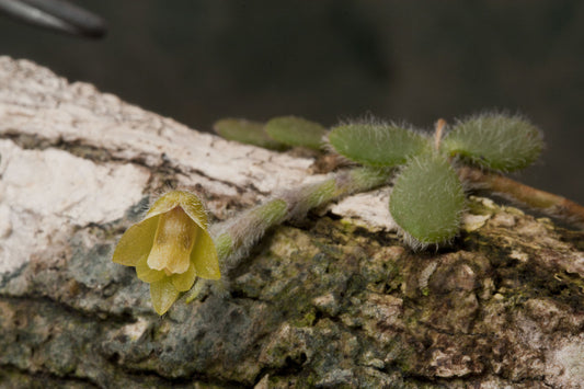 Trichotosia dasyphylla (mount)