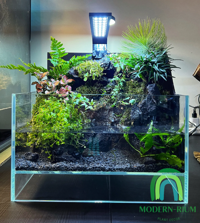 Waterfall Paludarium Workshop (with Mizu Mori)