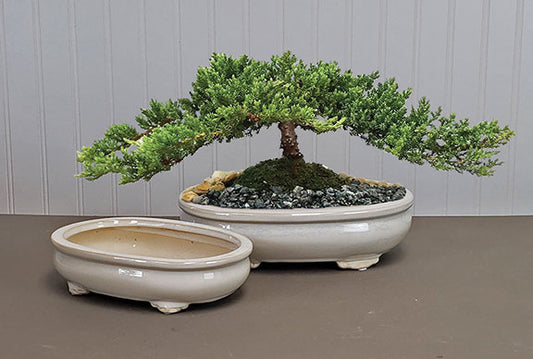 Garden Glazed bonsai pot (white)