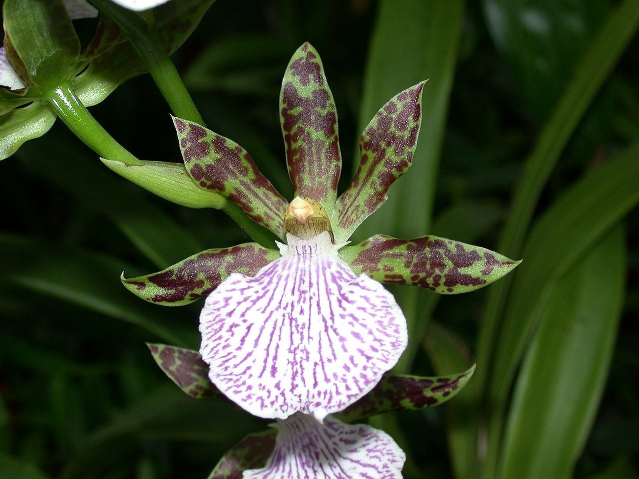 Zygopetalum mackayi x sib 4in