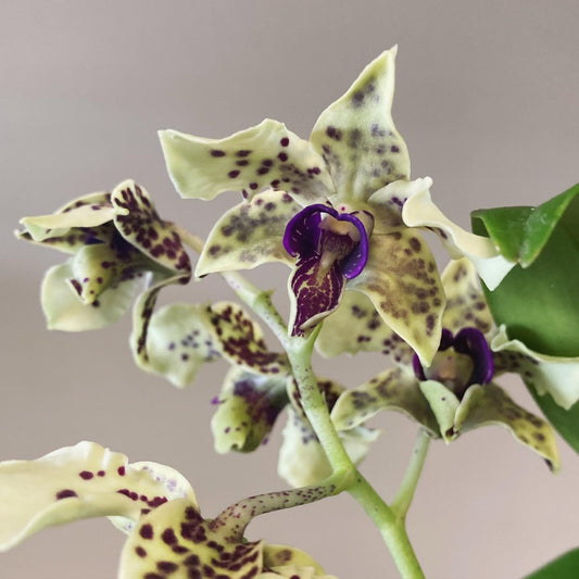 Dendrobium Taro Chip 4in