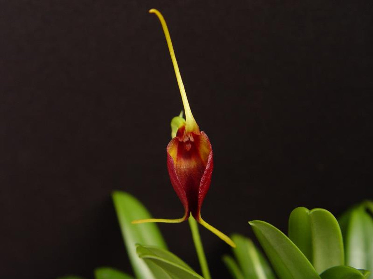 Masdevallia amplexa 2in (mature)