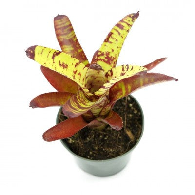 Neoregelia 'Guacamole' (Bromeliad)