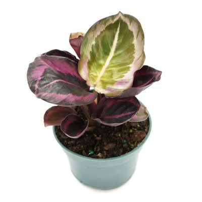 Calathea 'Princess Jessie'