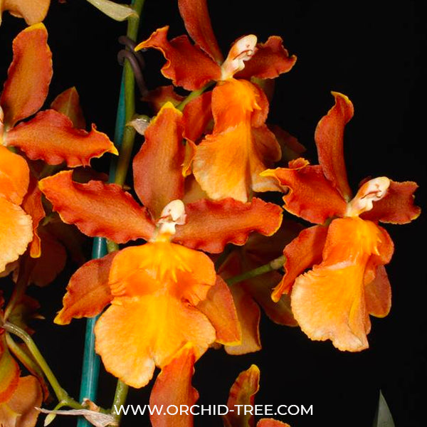 Oncostele Catatante 'Los Robles' 4in – littleorchidannie